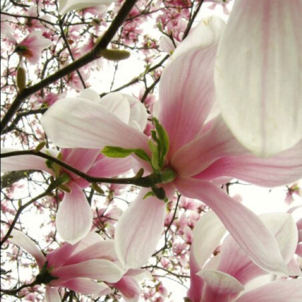 Meet The Posher, Thuy